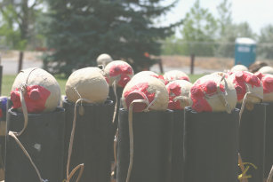 Fireworks shells